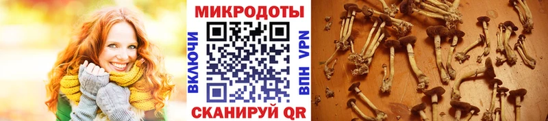 Галлюциногенные грибы Psilocybe  OMG зеркало  Дербент  цена  